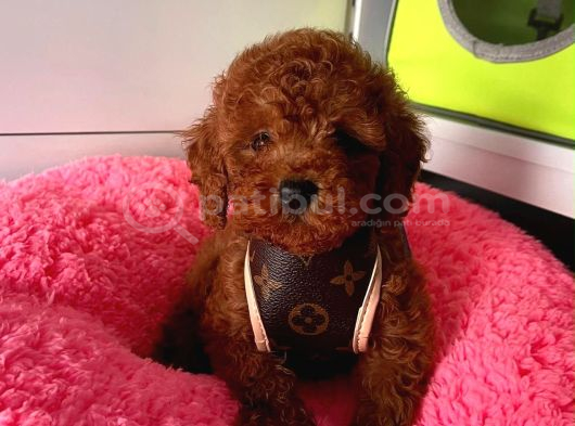 TATLI TADINDA POODLE BEBEKLERİ