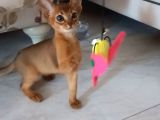 SAFKAN HABEŞ KEDİSİ 3 AYLIK DİŞİ