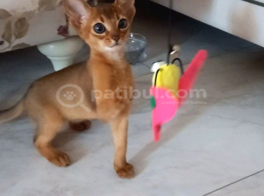 Safkan Habeş Kedi̇si̇ 3 Aylik Di̇şi̇