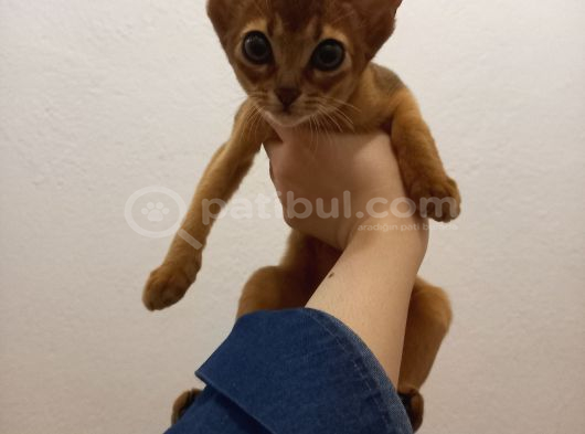 Safkan Habeş Kedi̇si̇ 3 Aylik Di̇şi̇ görsel