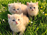 British shorthair  bebekler Ankara Yenimahalle