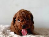 Denizli Poodle Evinden Oyuncak Boy Poodle Bebekler