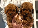 Denizli poodle evinden oyuncak boy poodle bebekler