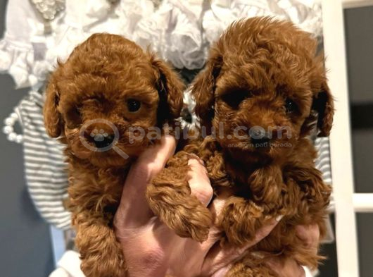 Denizli Poodle Evinden Oyuncak Boy Poodle Bebekler