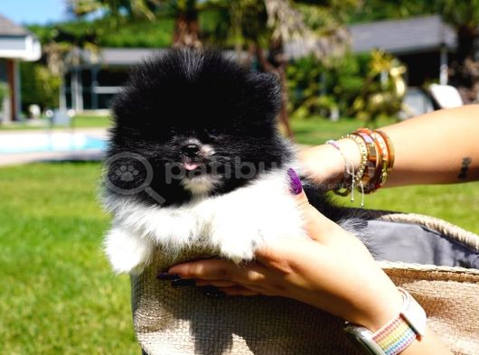 Efsane Güzel Pomerani̇an Boo Yavrulari Istanbul görsel
