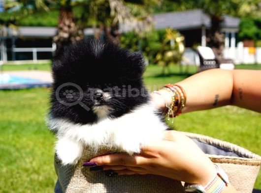 Efsane Güzel Pomerani̇an Boo Yavrulari Istanbul görsel