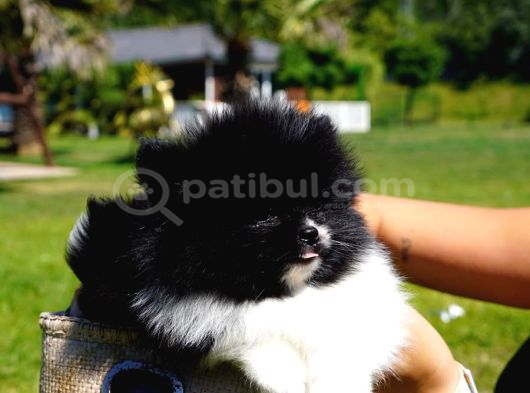 Efsane Güzel Pomerani̇an Boo Yavrulari Istanbul görsel
