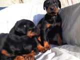 İri Yapılı Doberman Yavrular