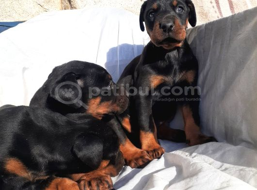 İri Yapılı Doberman Yavrular görsel