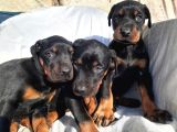 İri Yapılı Doberman Yavrular