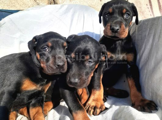 İri Yapılı Doberman Yavrular görsel