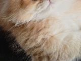 Golden Ve Black Golden Yavru Ve Anneyi Sahiplendiriyorum