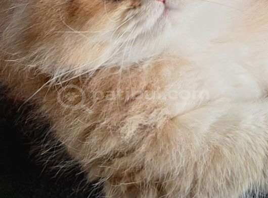 Golden Ve Black Golden Yavru Ve Anneyi Sahiplendiriyorum görsel