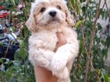 Dünyalar Tatlısı Maltipoo