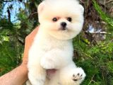 Orjinal Pomeranian Boo