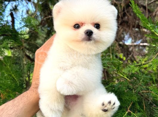 Orjinal Pomeranian Boo