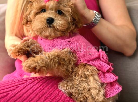 Malti̇poo Ci̇nsi̇ Yavrular Ev Üreti̇mi̇ görsel