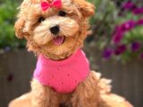Malti̇poo Ci̇nsi̇ Yavrular Ev Üreti̇mi̇