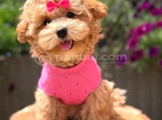 Malti̇poo Ci̇nsi̇ Yavrular Ev Üreti̇mi̇ görsel