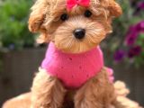 Malti̇poo Ci̇nsi̇ Yavrular Ev Üreti̇mi̇
