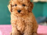 Toy Poodle Sevi̇mli̇ Yavrular Ev Üreti̇mi̇