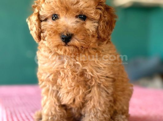 Toy Poodle Sevi̇mli̇ Yavrular Ev Üreti̇mi̇ görsel