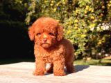 Toy Poodle Sevi̇mli̇ Yavrular Ev Üreti̇mi̇