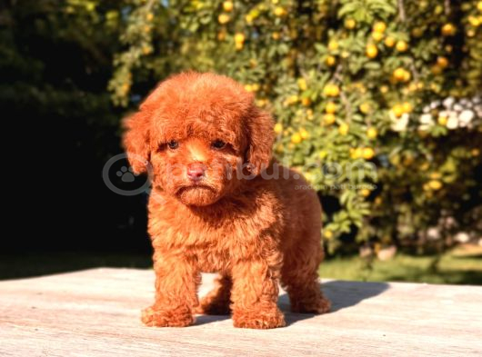 Toy Poodle Sevi̇mli̇ Yavrular Ev Üreti̇mi̇ görsel