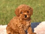 TOY POODLE SEVİMLİ YAVRULAR EV ÜRETİMİ