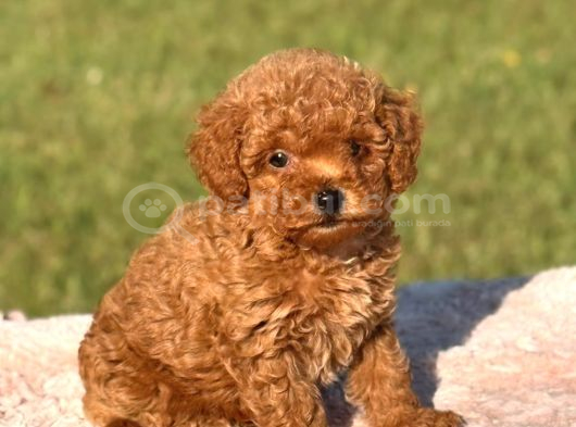 Toy Poodle Sevi̇mli̇ Yavrular Ev Üreti̇mi̇