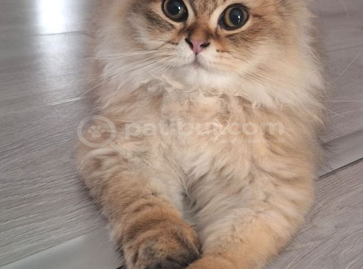 Golden Ve Black Golden Yavru Ve Anneyi Sahiplendiriyorum