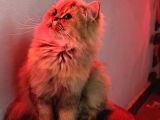 Golden Ve Black Golden Yavru Ve Anneyi Sahiplendiriyorum