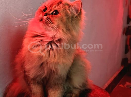 Golden Ve Black Golden Yavru Ve Anneyi Sahiplendiriyorum görsel
