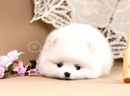 POMERANİAN BOO YAVRULARI ISTANBUL
