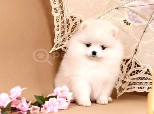 Pomerani̇an Boo Yavrulari Istanbul görsel