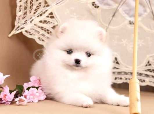 Pomerani̇an Boo Yavrulari Istanbul görsel