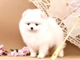 Pomerani̇an Boo Yavrulari Istanbul