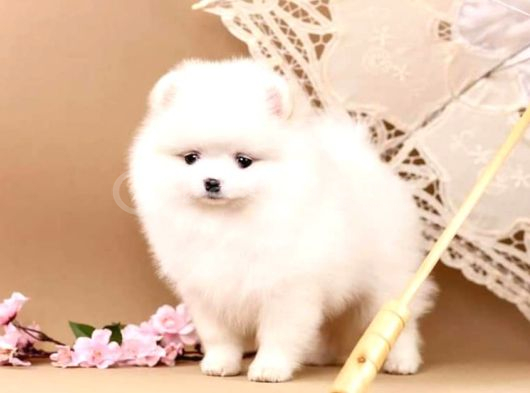 Pomerani̇an Boo Yavrulari Istanbul görsel