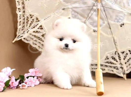 Pomerani̇an Boo Yavrulari Istanbul görsel