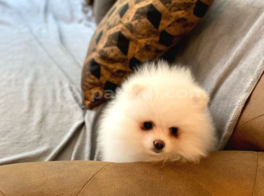 POMERANİAN ÇİFLİĞİNDEN MUHTEŞEM POMERANİAN BEBEKLERİ