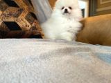 Pomerani̇an Çi̇fli̇ği̇nden Muhteşem Pomerani̇an Bebekleri̇