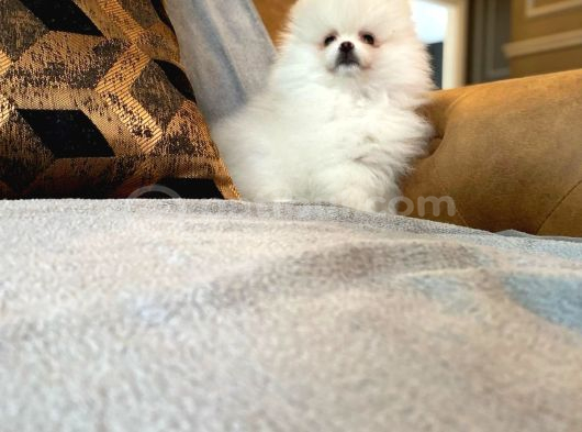 Pomerani̇an Çi̇fli̇ği̇nden Muhteşem Pomerani̇an Bebekleri̇ görsel