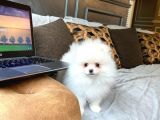 Pomerani̇an Çi̇fli̇ği̇nden Muhteşem Pomerani̇an Bebekleri̇