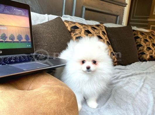 Pomerani̇an Çi̇fli̇ği̇nden Muhteşem Pomerani̇an Bebekleri̇ görsel