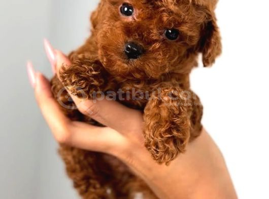 Üst Kalite Toy Poodle Yavrular