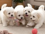 Üst kalite maltese terrier yavrularımız