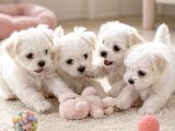 Üst Kalite Maltese Terrier Yavrularımız
