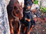 İri yapılı doberman yavrular