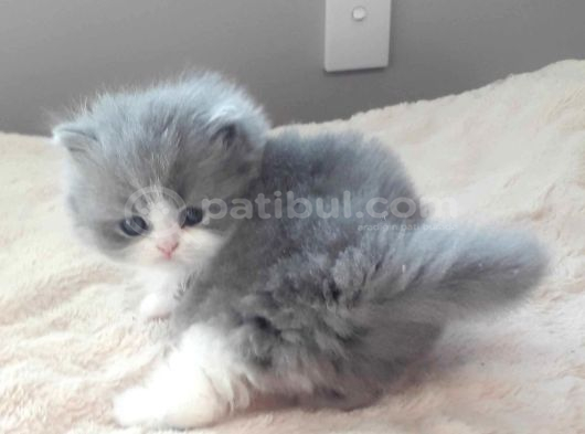 Show Kali̇te Bebekler görsel
