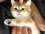 British Shorthair Golden Yavru Beyoğlu